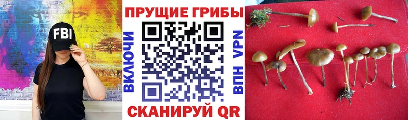 Псилоцибиновые грибы GOLDEN TEACHER  Купить  Жуковский 